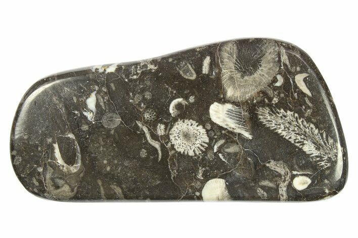 Polished Devonian Fossil Coral and Bryozoan Plate - Morocco #273134